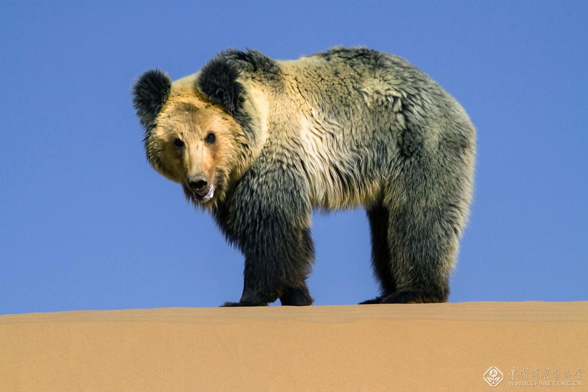 阿尔金高原棕熊  摄影：马立新-60乘以40.jpg