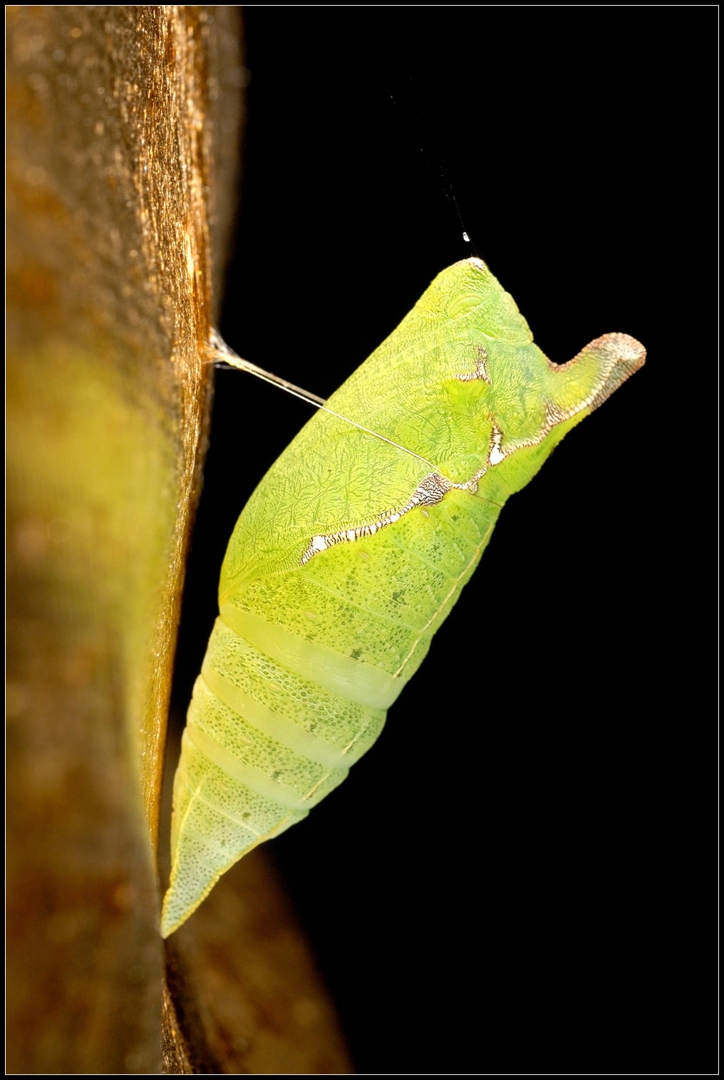 DSC_0051.jpg DSC_0051.jpg