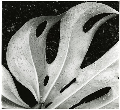 Brett Weston,Leaf and Rain Drops, 1979.jpg