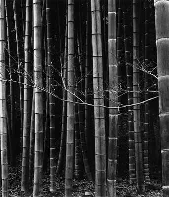 Bamboo Forest, Japan, 1970.jpg