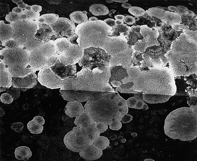 Stone With Lichen, Japan, 1970.jpg