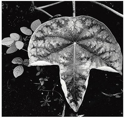 LEAF AND RAIN DROPS HAWAII 1979.jpg