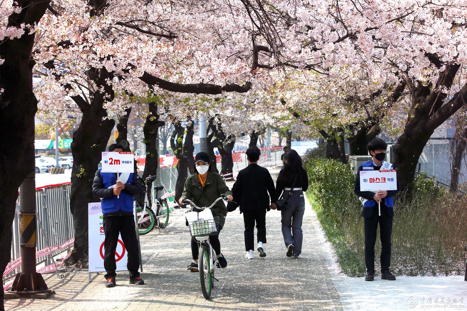韩国⾸尔。樱花绽放的 街道上公务员举着“保 持社交距离”和“佩戴⼜ 罩”字牌提醒市民注意 个⼈防护。 韩国⾸尔市政府 供图.JPG